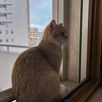 Femmina British Shorthair per ACCOPPIAMENTO