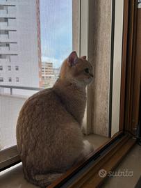 Femmina British Shorthair per ACCOPPIAMENTO