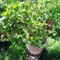 Piante di limoni in vaso