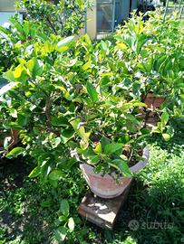 Piante di limoni in vaso