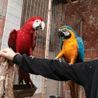 Coppia Ara cloroptera e ara ararauna maschio