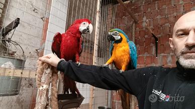 Coppia Ara cloroptera e ara ararauna maschio