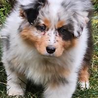 Australian shepherd cucciola blue merle