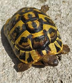 Tartaruga di terra
