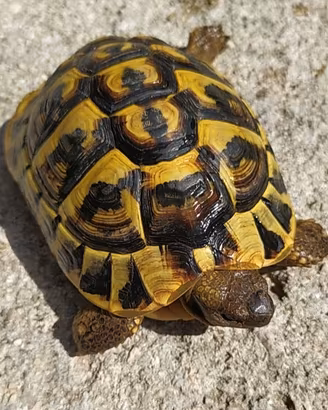 Tartaruga di terra