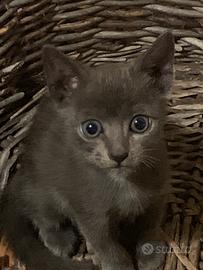 Gattini simil certosino