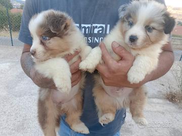 Cuccioli di pastore australiano