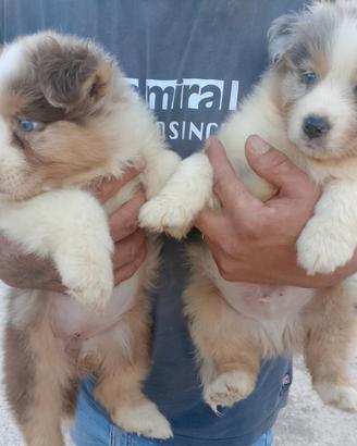 Cuccioli di pastore australiano