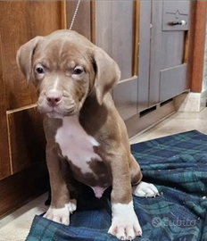Ultimi due cuccioli di pitbull