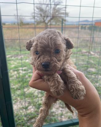 Cucciolini barboncino toy varie colorazioni