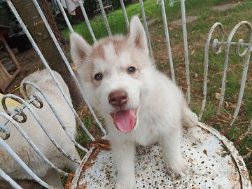 Cucciolo siberian husky