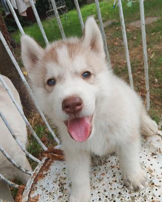 Cucciolo siberian husky