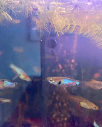 Blue japan