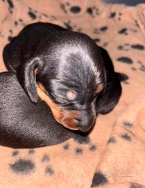 Cuccioli di bassotto