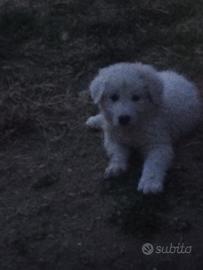 Cuccioli di maremmano