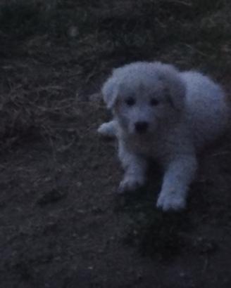 Cuccioli di maremmano