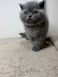 Gattini Scottish Straight Blue Maschi