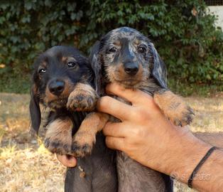 Cuccioli di bassotto nano a pelo raso
