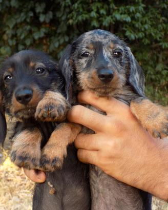 Cuccioli di bassotto nano a pelo raso