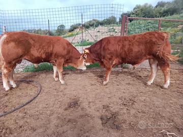 Torelli limousine polled