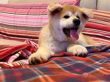 Cucciola Akita Inu