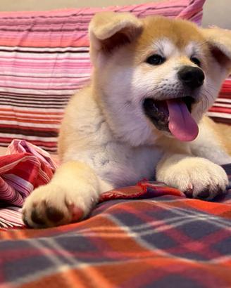 Cucciola Akita Inu