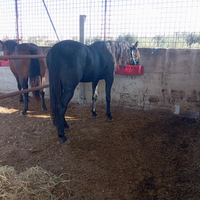 Cavallo intero Trottatore