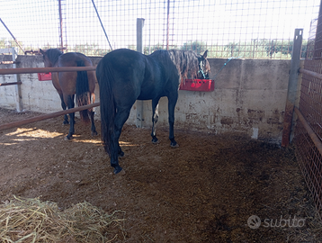 Cavallo intero Trottatore