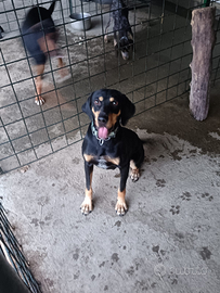 Grifo nero valnerino per accoppiamento