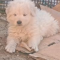 Pastore maremmano abruzzese