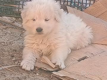 Pastore maremmano abruzzese