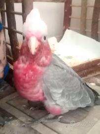 Cacatua rosa allevati a mano