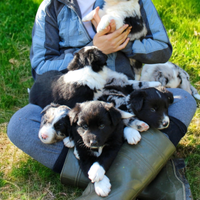 Cucciola di border collie