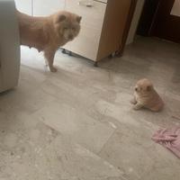 4 cuccioli Chow Chow originali