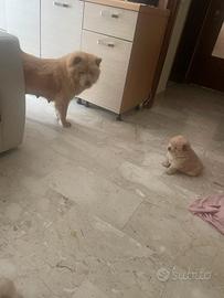 4 cuccioli Chow Chow originali