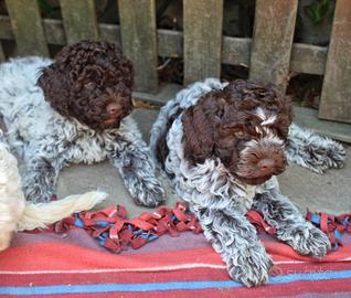 Lagotto Romagnolo