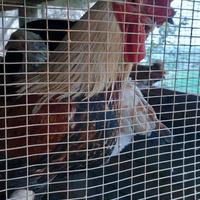 Gallo