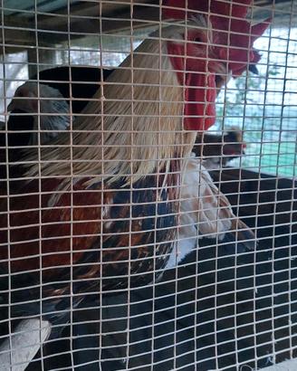 Gallo