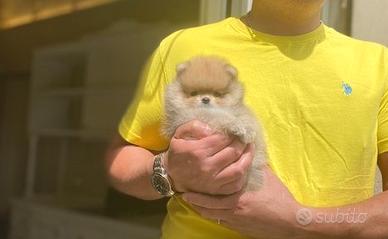 Mini Spitz Nano POMERANIA selezione con PEDIGREE
