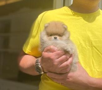 Mini Spitz Nano POMERANIA selezione con PEDIGREE