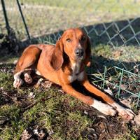 Caramello,un cucciolone da adottare