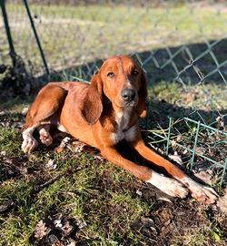 Caramello,un cucciolone da adottare