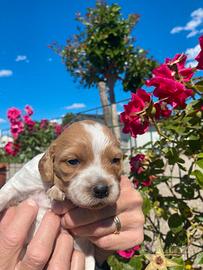 Cuccioli Breton