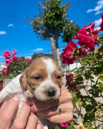 Cuccioli Breton