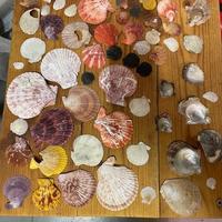 Collezione di numerosissime conchiglie