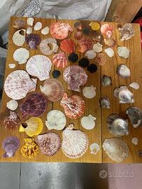 Collezione di numerosissime conchiglie