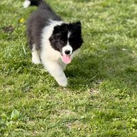 Border collie cuccioli selezionati