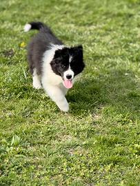 Border collie cuccioli selezionati