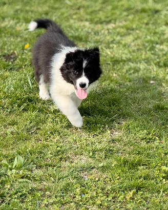 Border collie cuccioli selezionati