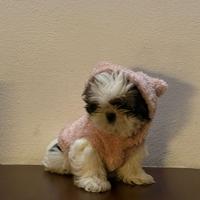 Per maggiori informazioni contattatemi in privato